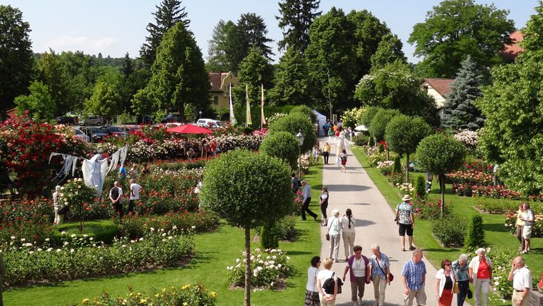 Beim Rosengartenfest im Juni blüht der Garten in voller Pracht