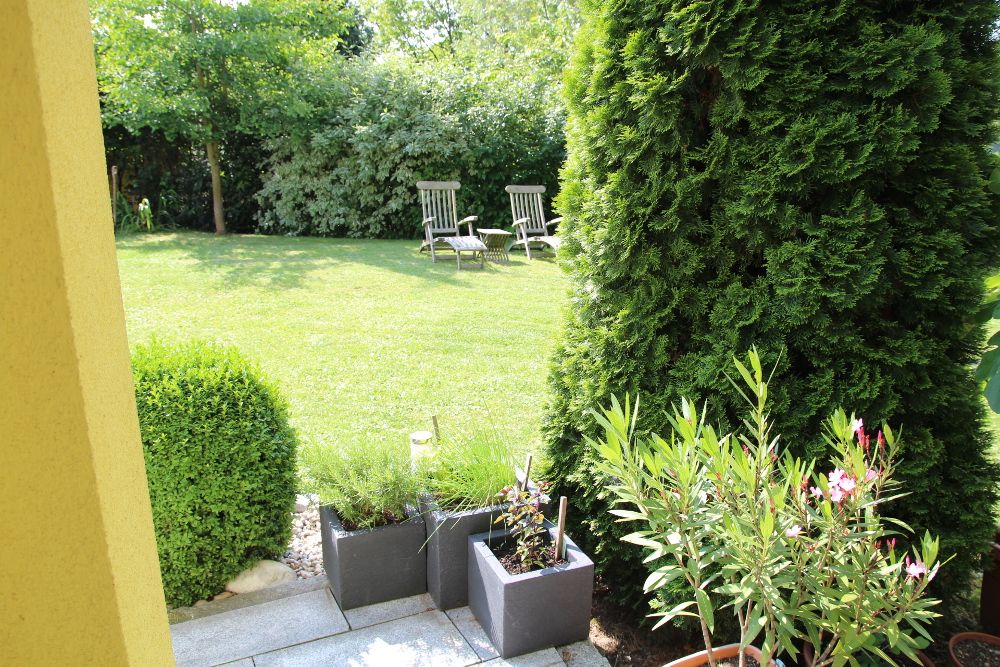 Záhrada s trávnikom, dvoma ležadlami a rastlinami v kvetináčoch.