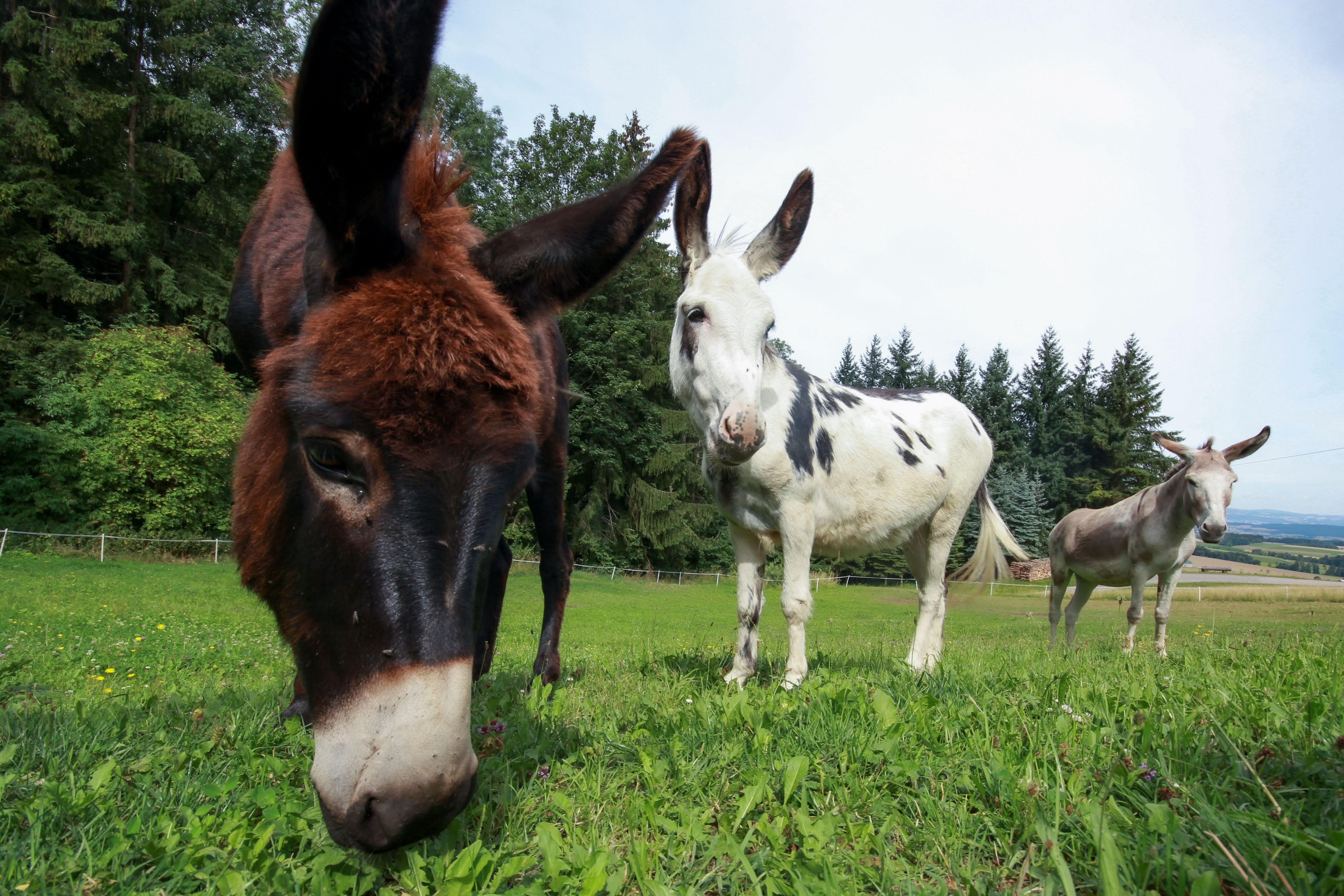 the-donkeys-on-the-pasture