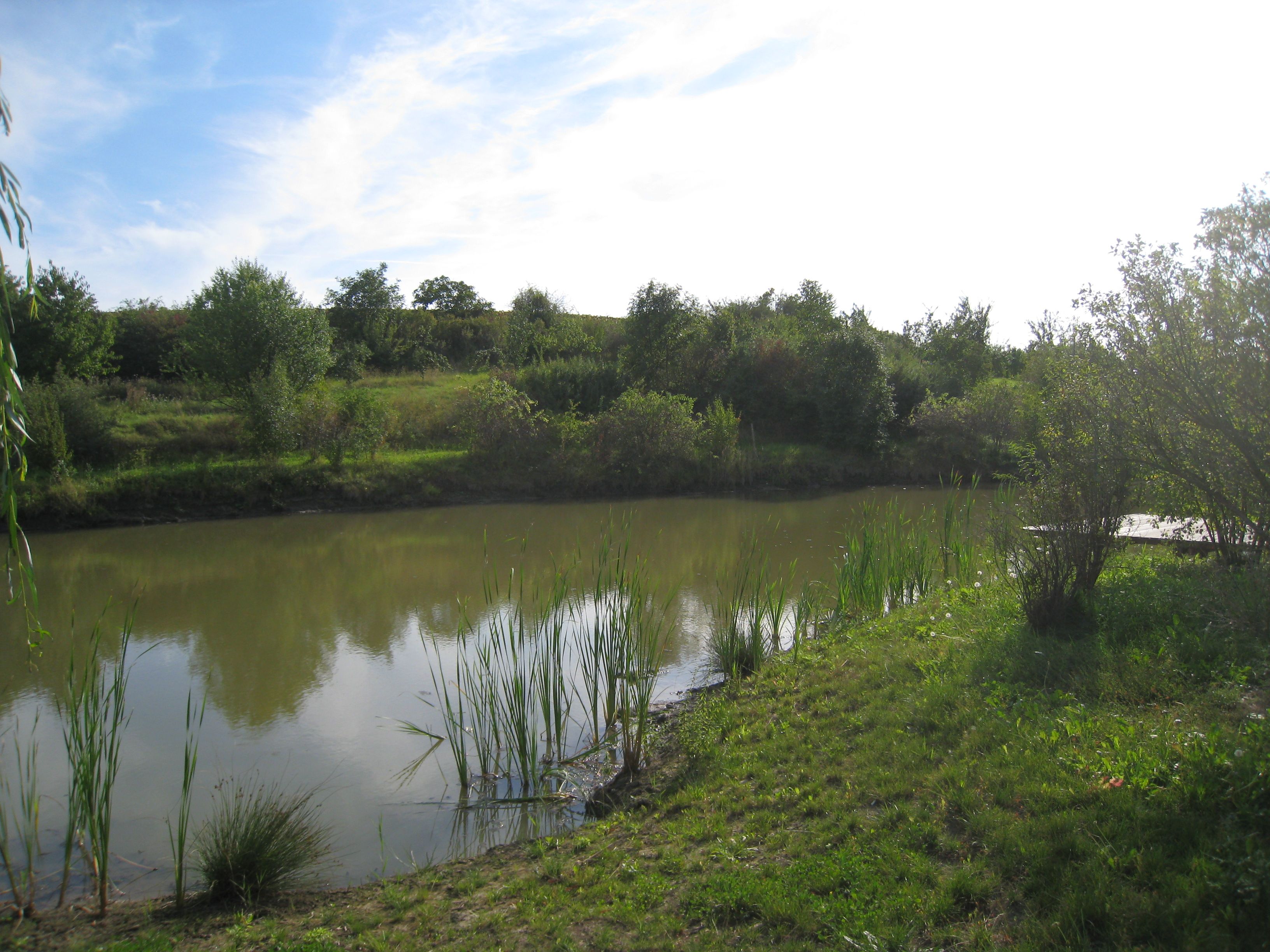 Malé jazierko s trstinou a stromami v pozadí pod modrou oblohou.