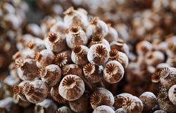 Inmitten der sanften Hügel entfaltet sich ein zauberhaftes Meer aus Mohnblüten, deren leuchtendes Rot die Landschaft in ein lebendiges Farbenspiel verwandelt. Die zarten Blüten tanzen im Wind und laden dazu ein, die Ruhe und Schönheit der Natur zu genießen. Hier, wo Tradition und Natur harmonisch verschmelzen, wird jeder Besuch zu einem unvergesslichen Erlebnis.