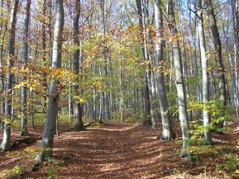Turistické trasy vo Viedenskom lese