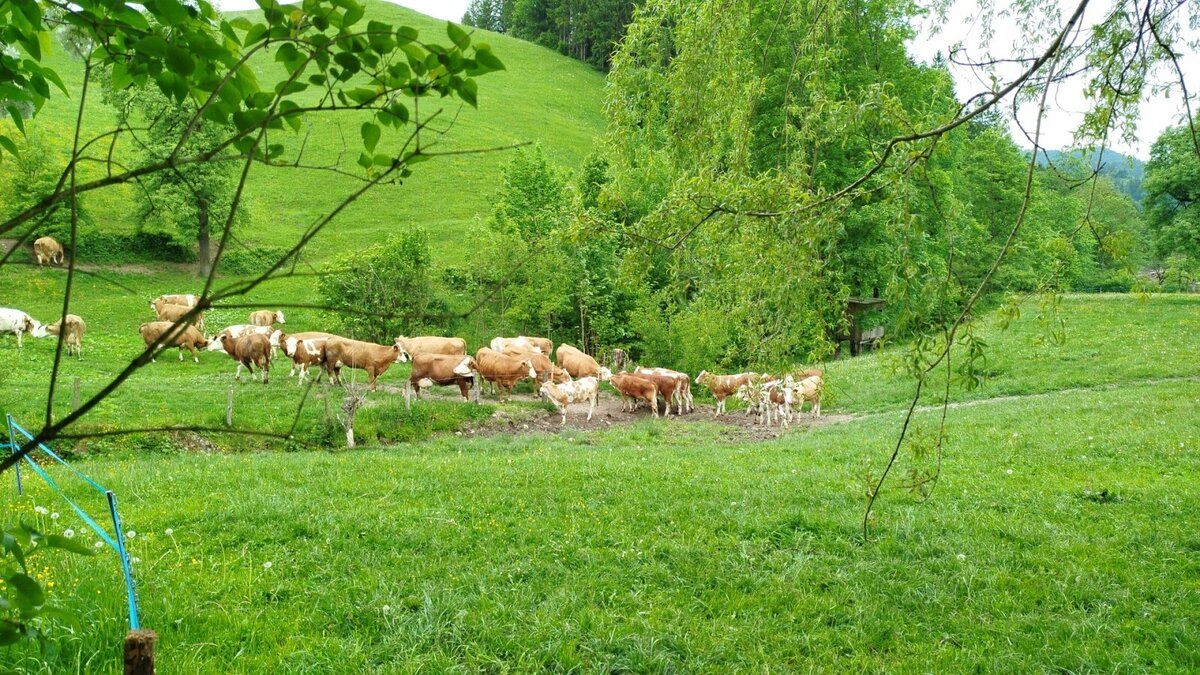 Dovolenka na farme-Oberrehau