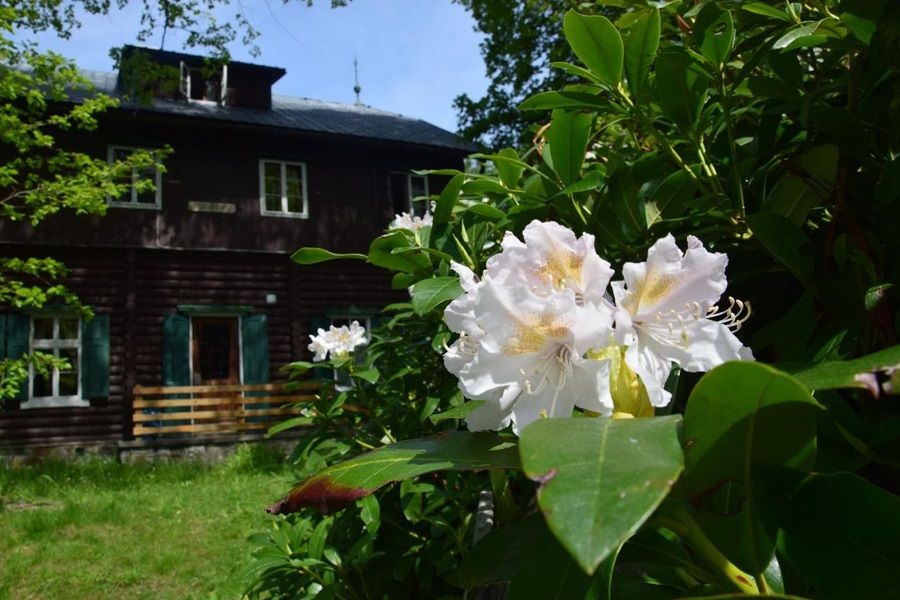 Záber zblízka na kvitnúci rododendron pred drevenou chatou