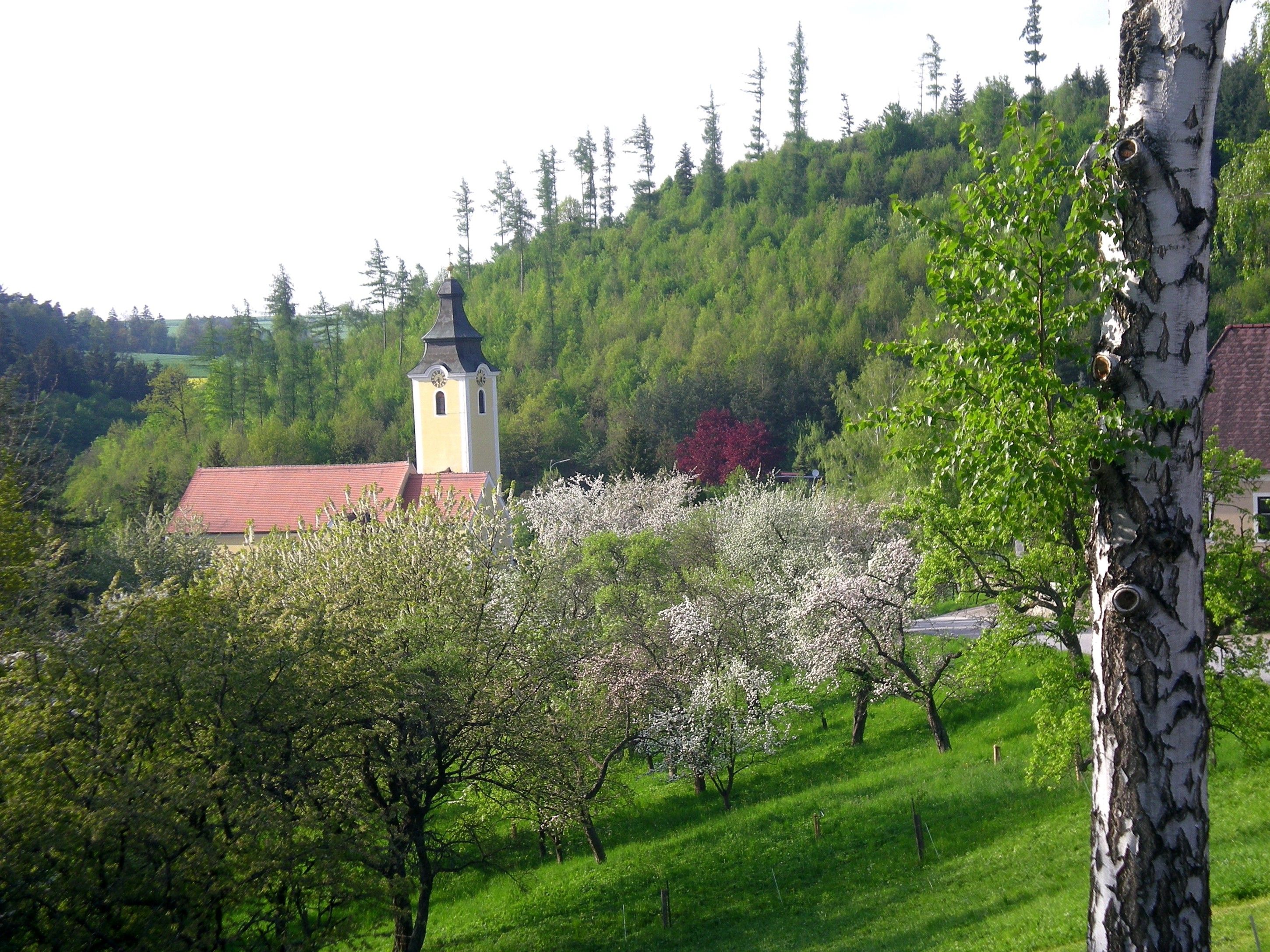 Krajina s kostolom, kvitnúcimi stromami a zeleným kopcom.