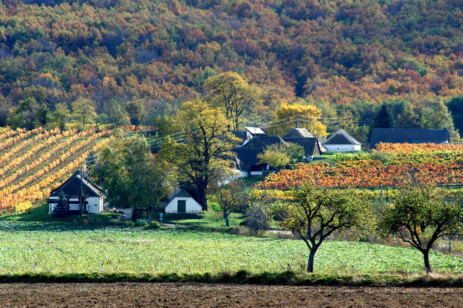 Krajina s vinicami a domami na jeseň.