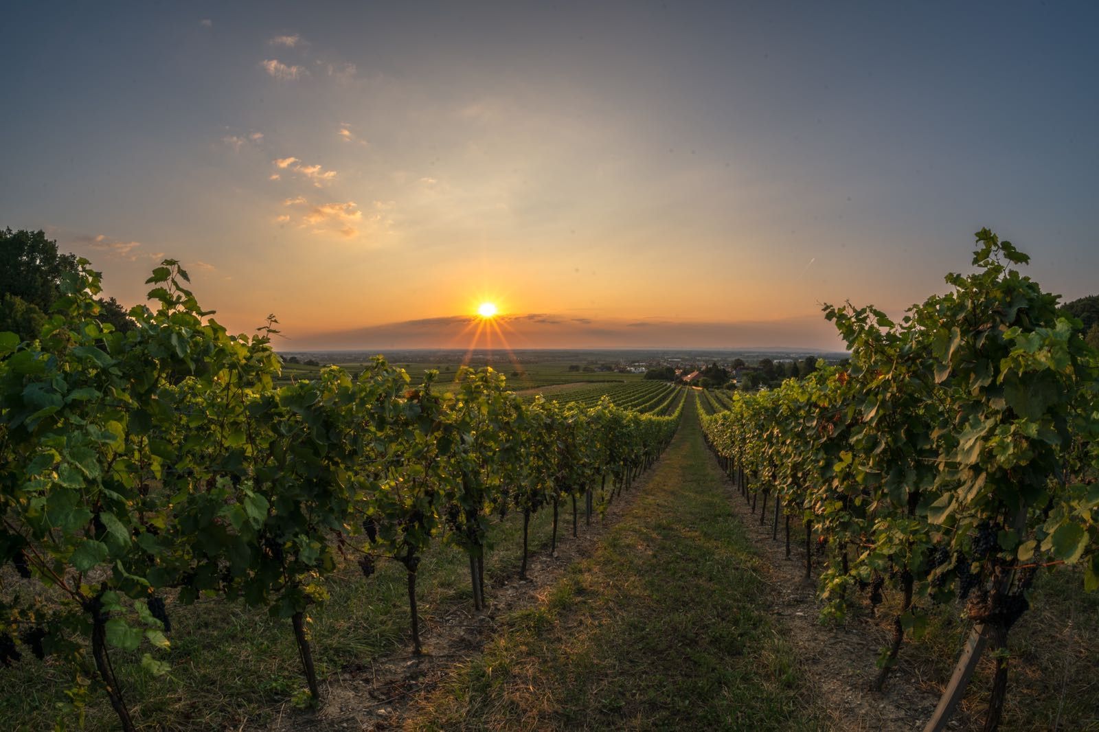 Pohľad na vinohrad