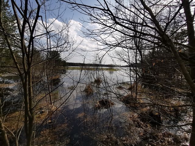 Bahenný lak