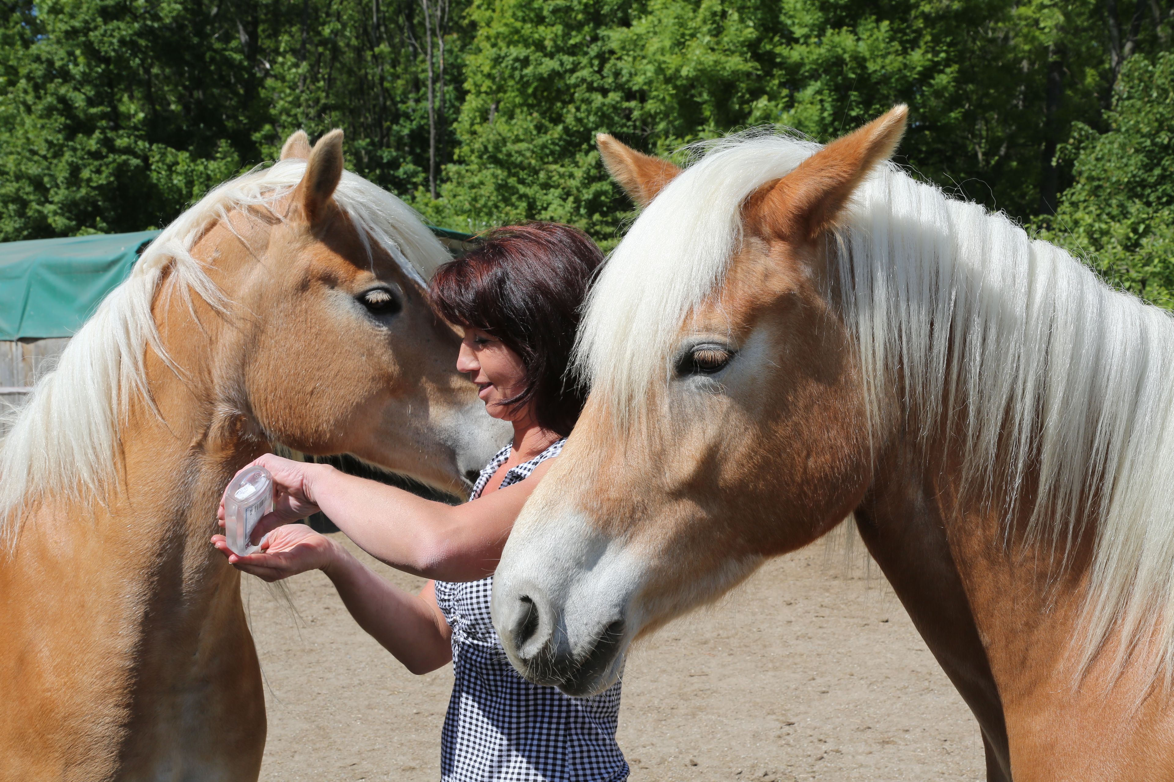 Žena stojí medzi dvoma koňmi plemena Hafling a v ruke drží malý predmet.