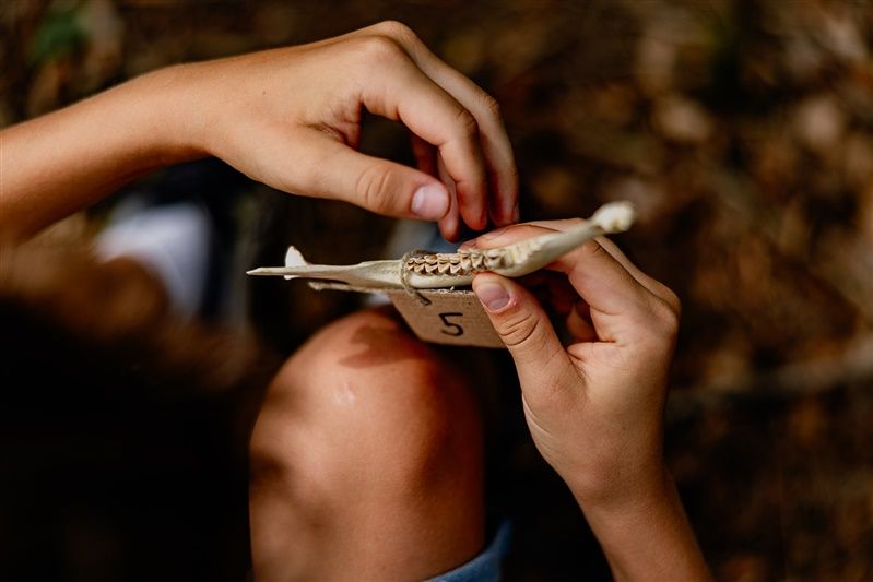 Detailný záber na ruky držiace zvieraciu čeľusť so zubami.