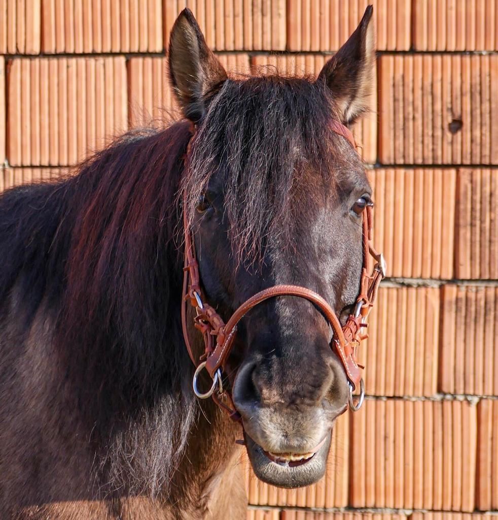Detailný záber na čierneho koňa s hnedou uzdou pred tehlovým múrom.