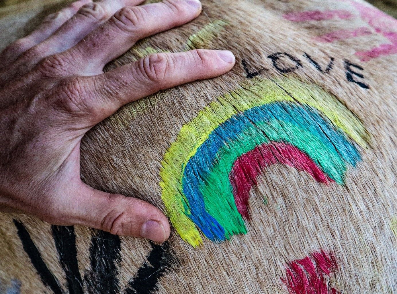 Detailný záber na ruku na koňskej srsti s farebnými kresbami a nápisom "LOVE".