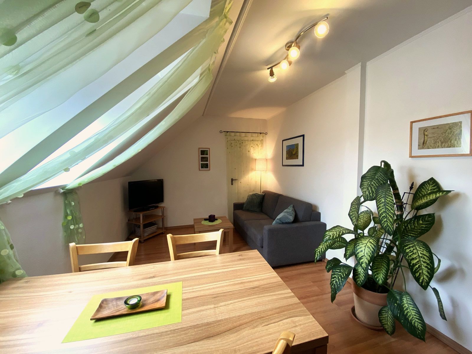 Útulná obývacia izba s pohovkou, jedálenským stolom, TV a veľkou izbovou rastlinou.