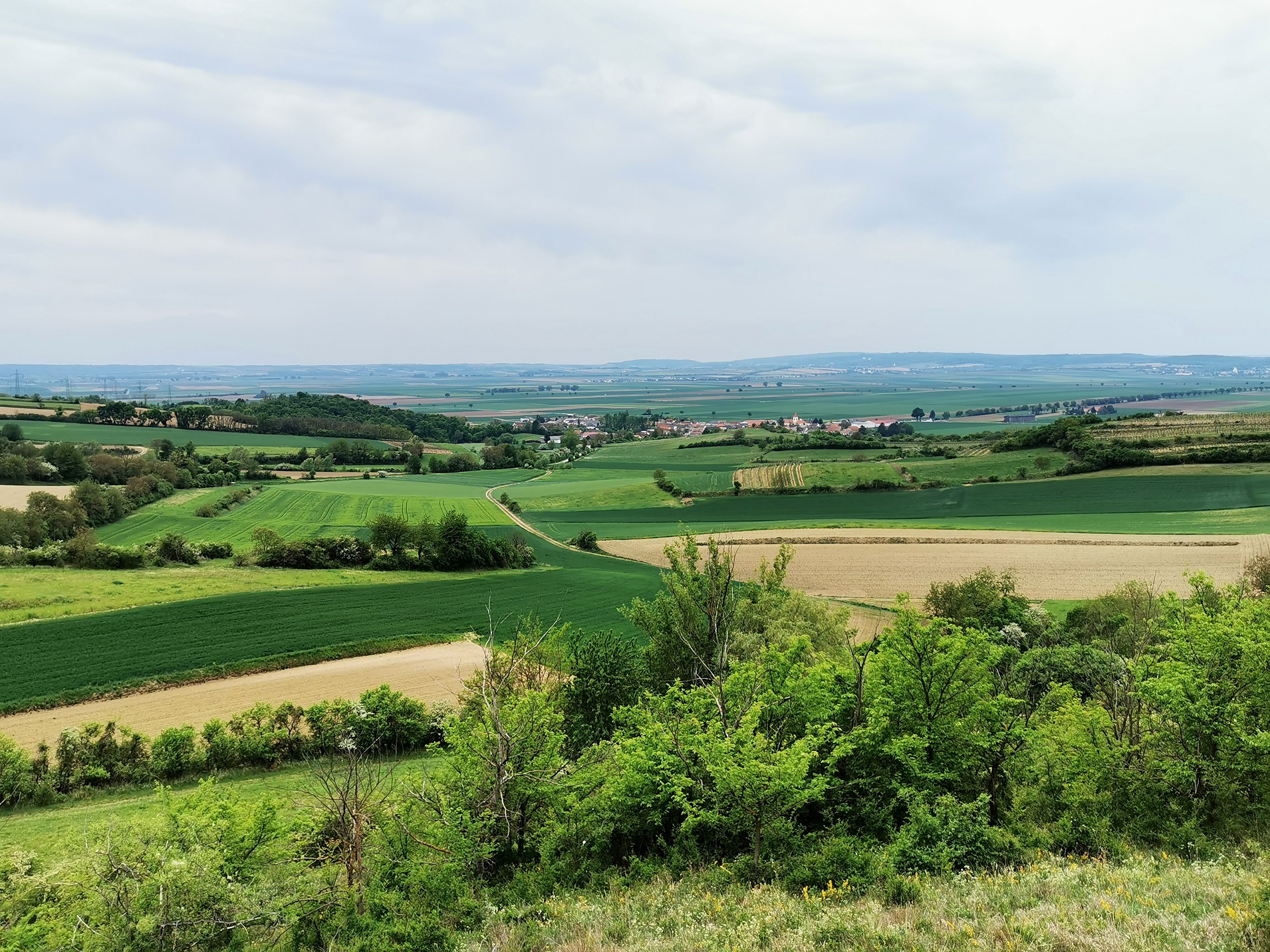 Krajina vo Weinvierteli s poliami a kopcami.