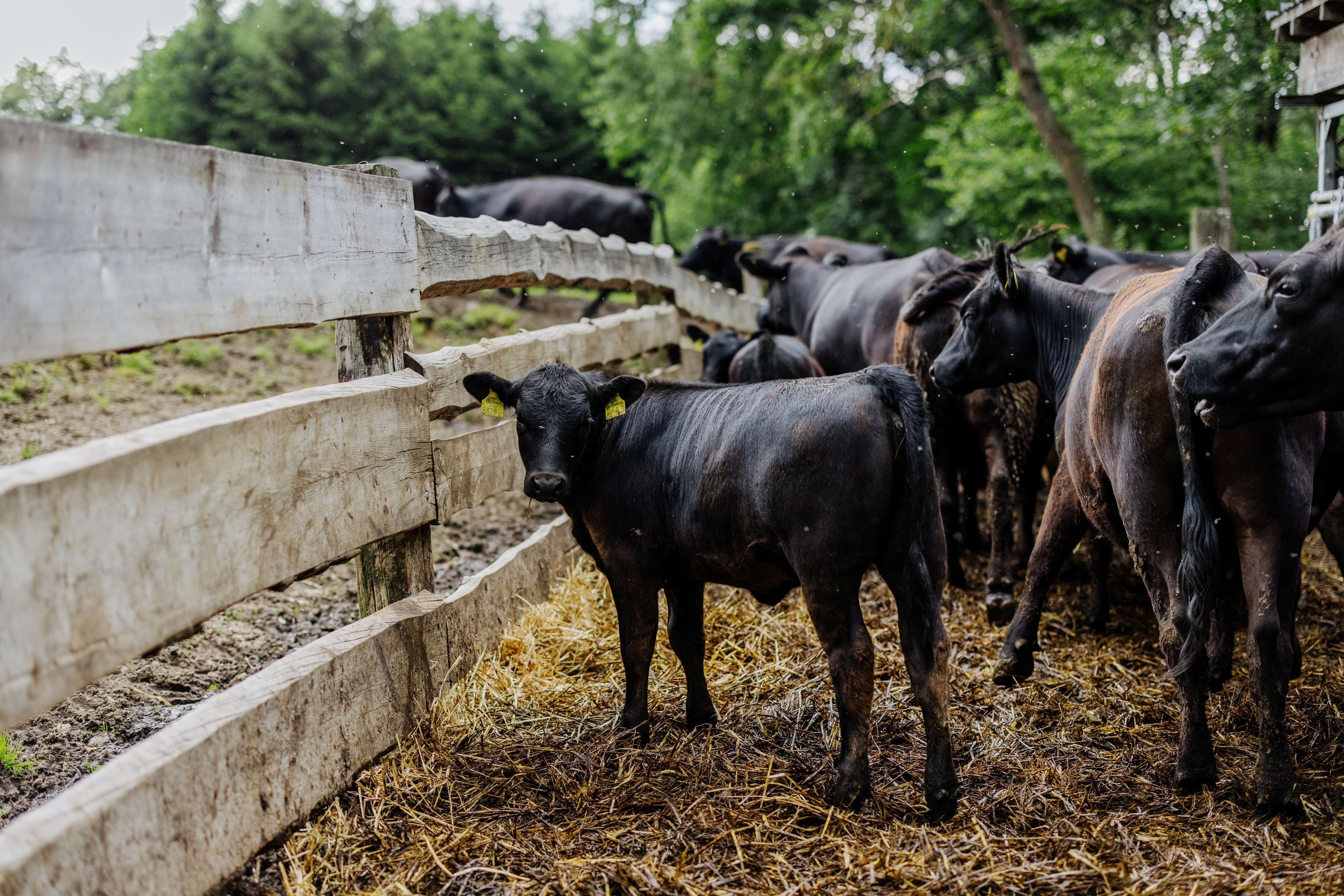 Skupina čierneho dobytka stojí za dreveným plotom na farme.