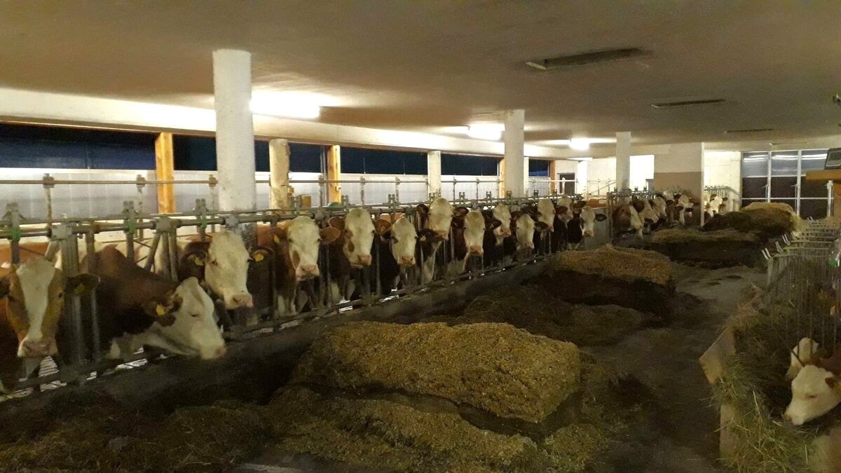 Dovolenka na farme-Oberrehau