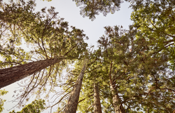 Die majestätischen Mammutbäume ragen hoch in den Himmel und schaffen eine beeindruckende Kulisse, die zum Staunen einlädt. Das sanfte Licht, das durch das dichte Blätterdach dringt, verleiht der Umgebung eine magische Atmosphäre, die Wanderer und Naturliebhaber gleichermaßen begeistert.