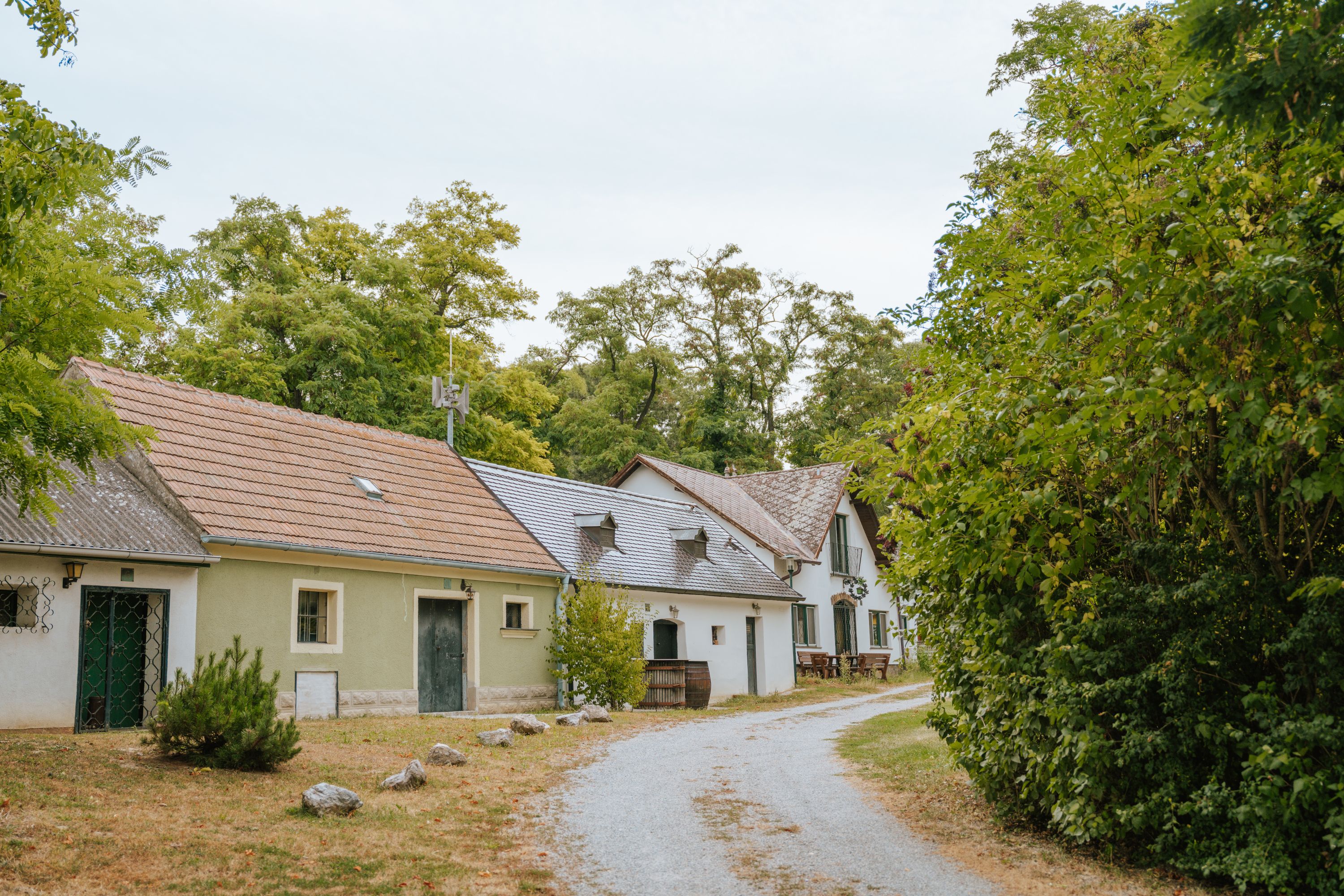 Malebná vínna ulička s tradičnými budovami a stromami v Mannersdorfe pri Rochusbergu.