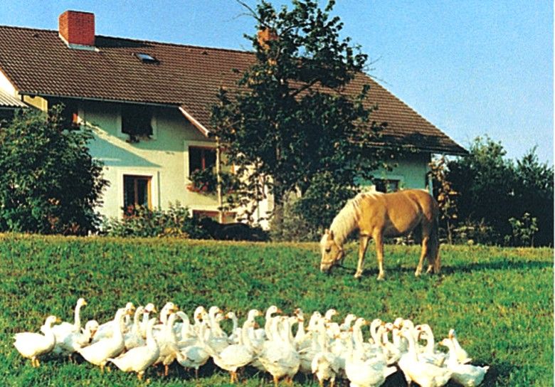 Farma s husami a koňom na lúke.