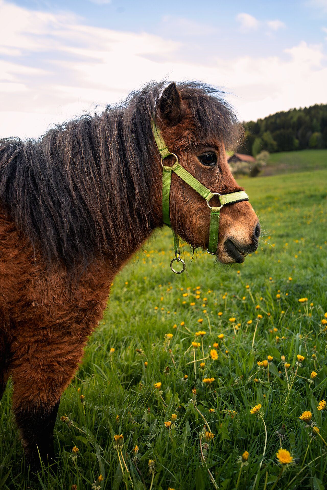 Ein sanfter Wind streicht über die saftigen Wiesen, während das Pony neugierig die bunten Löwenzahnblüten betrachtet. Die idyllische Landschaft der Wiener Alpen lädt dazu ein, die Ruhe der Natur zu genießen und unvergessliche Momente zu erleben.