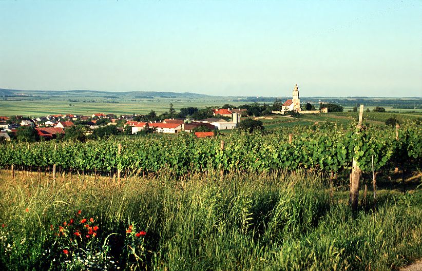 Pohľad na Höflein s vinicami v popredí a kostolom v pozadí.