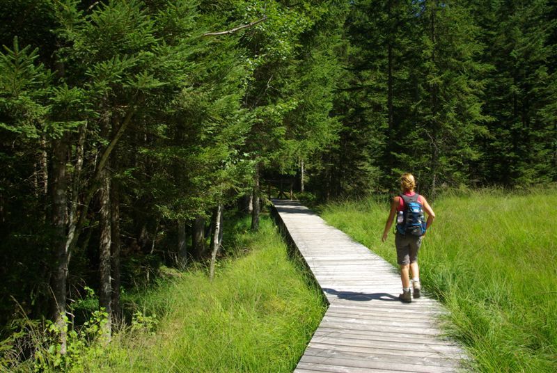 Rašelinisko Hochmoor Leckermoos 