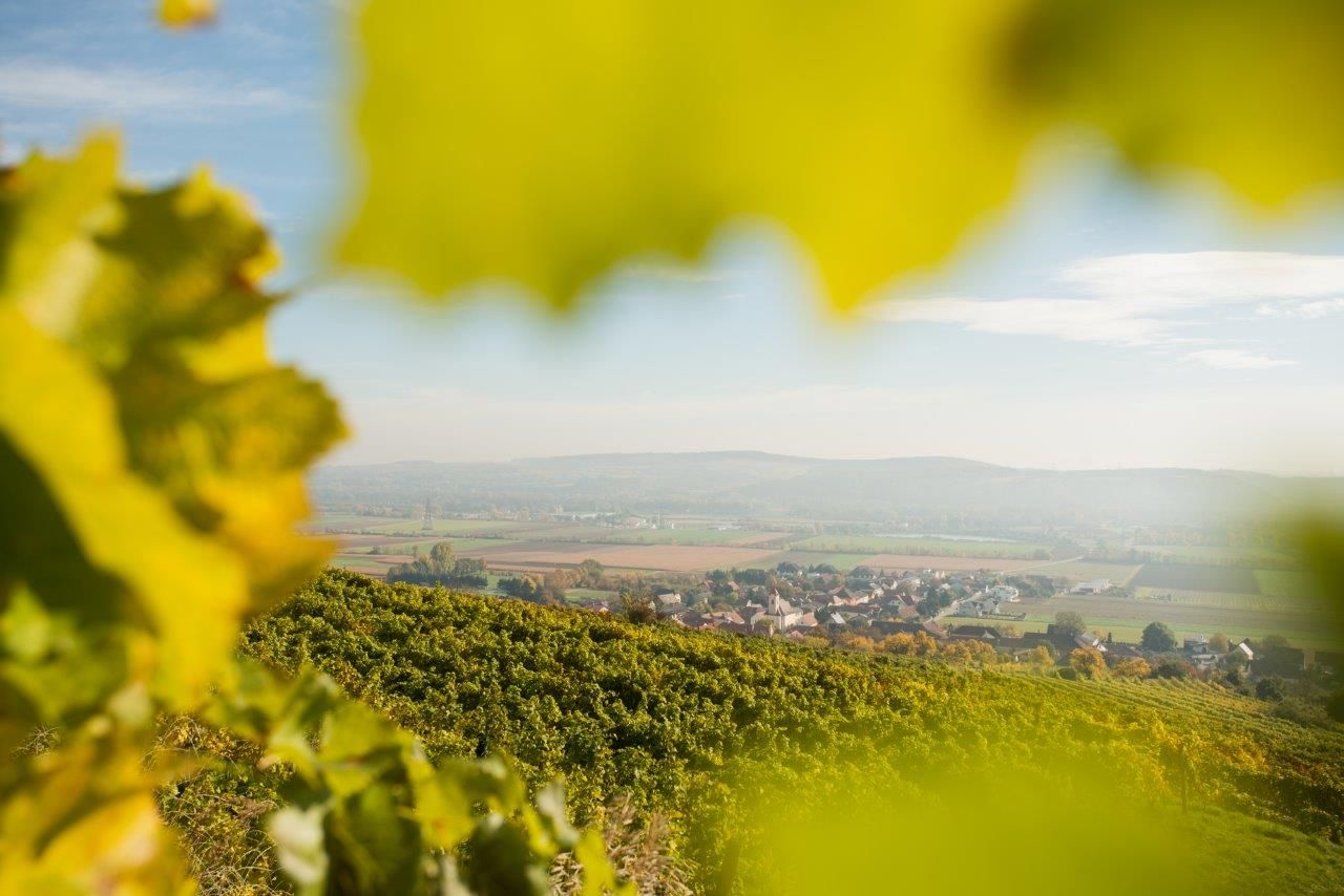 Pohľad na dedinu a okolité polia cez listy viniča v popredí.