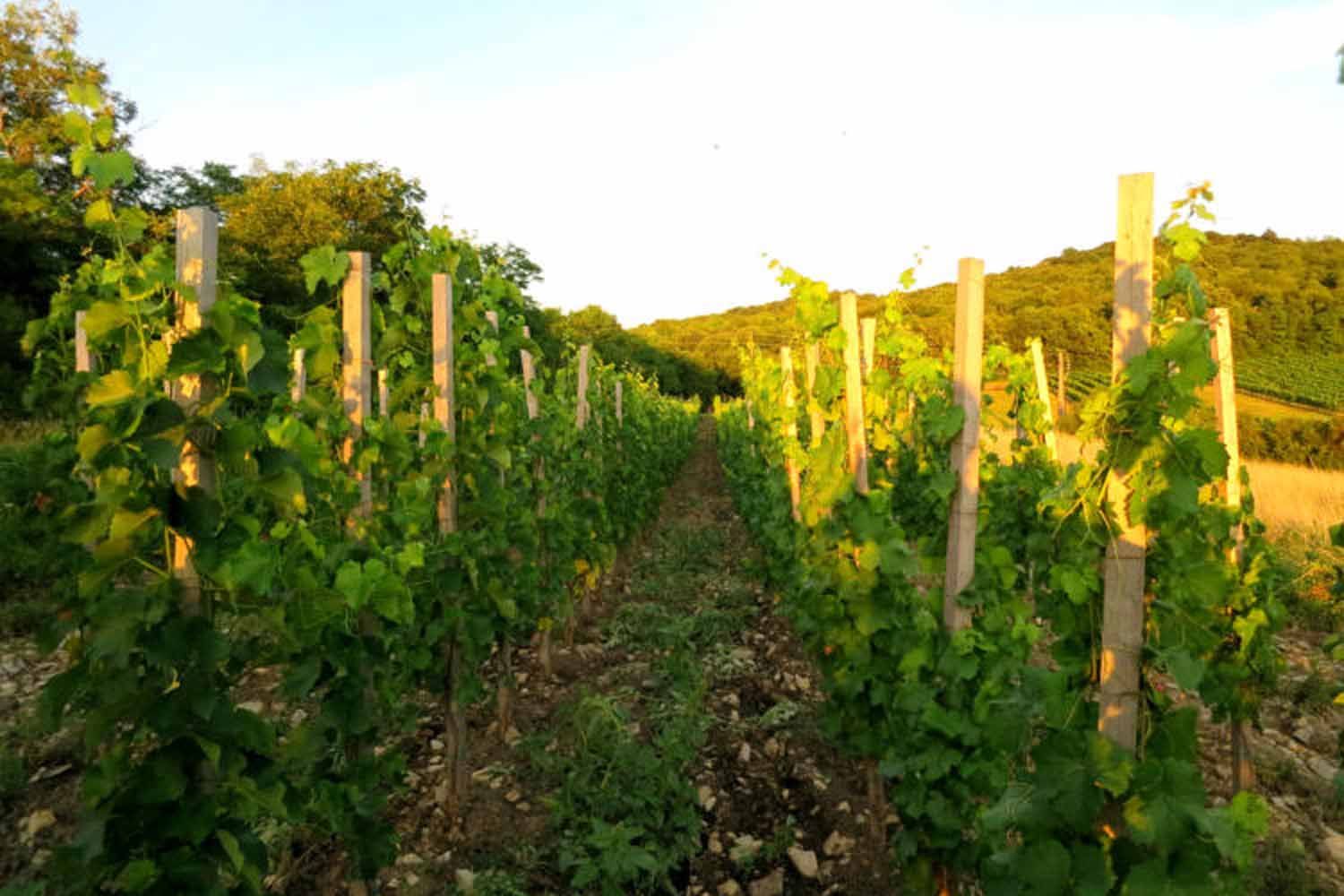 Vinič vo vinici pri západe slnka.