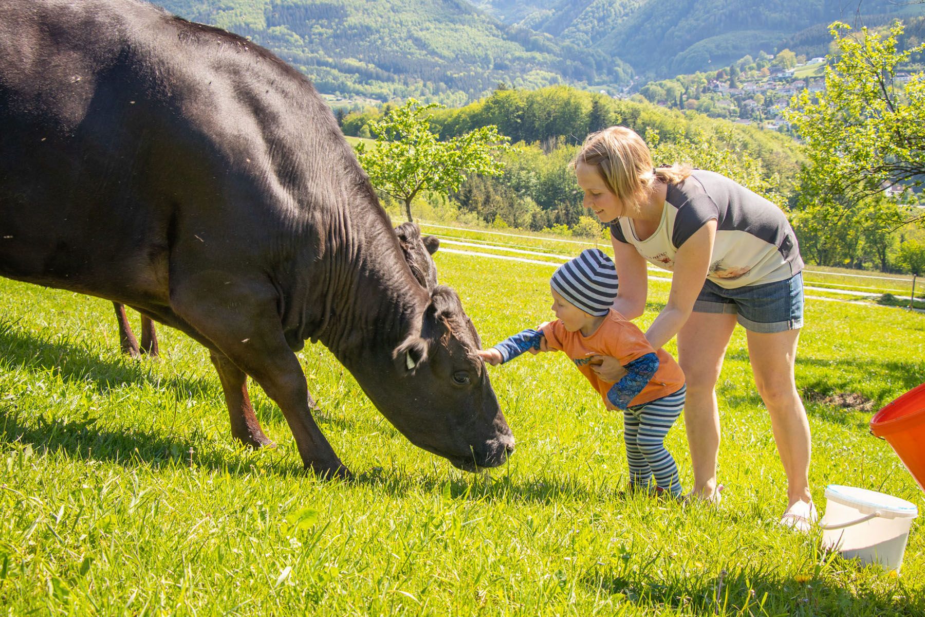 Hovädzí dobytok Wagyu z Biohof Zillach