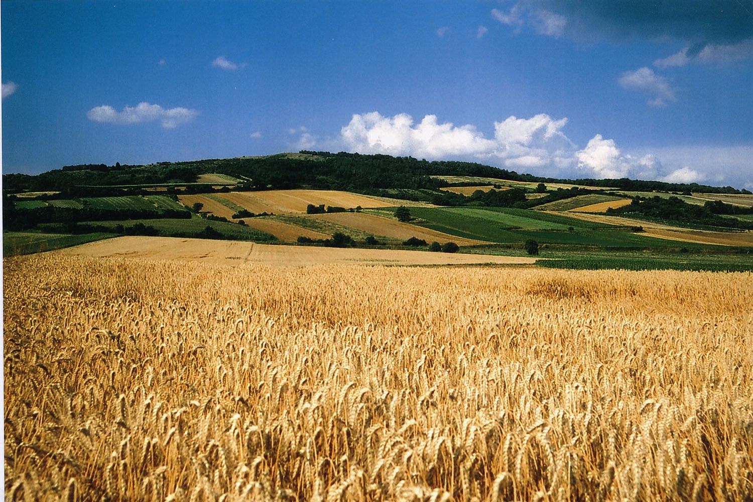 Pšeničné pole pred kopcovitou krajinou s modrou oblohou a mrakmi.