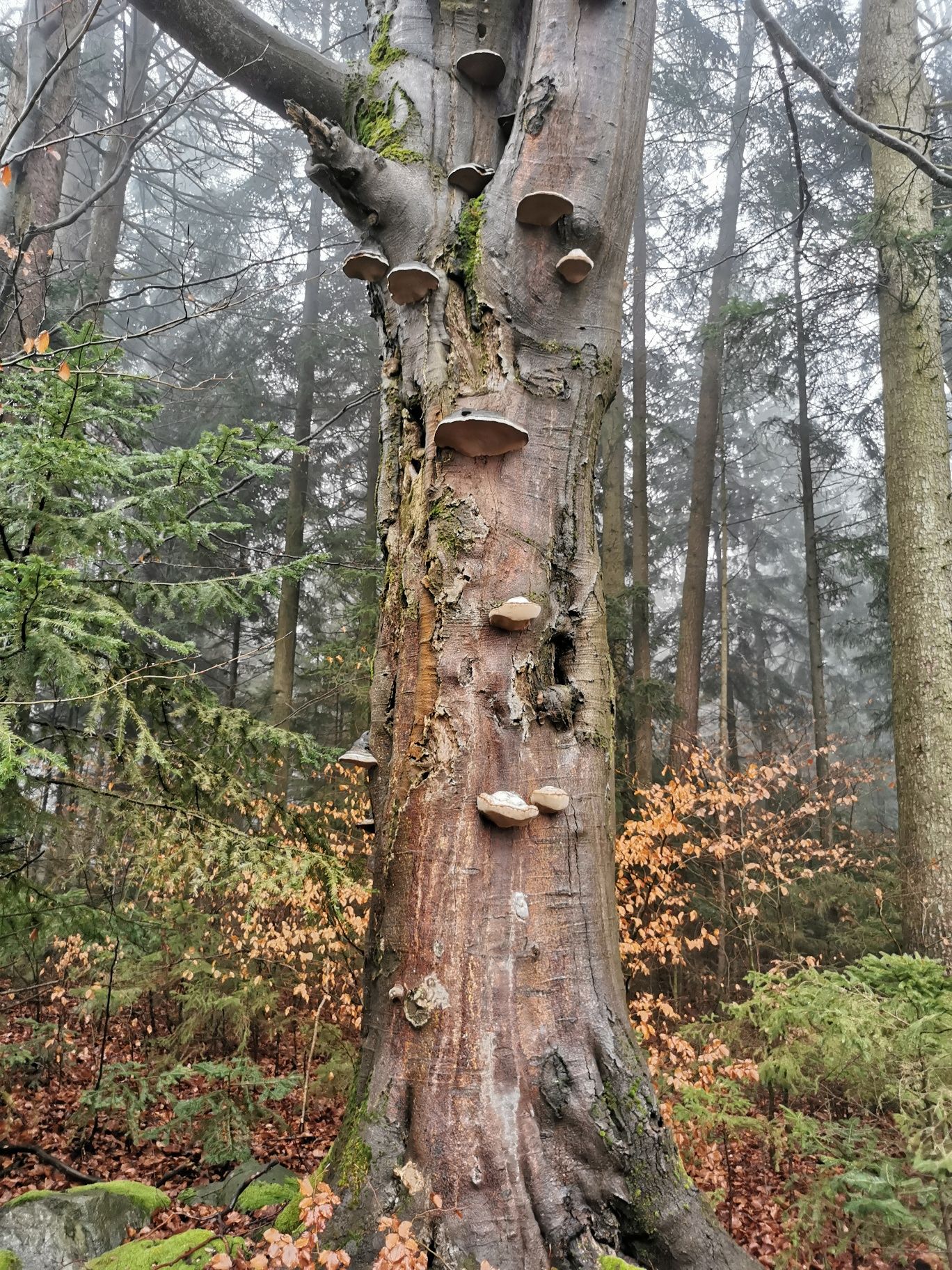 Strom v katastrálnom území obce Seyfrieds_Wolfsegg