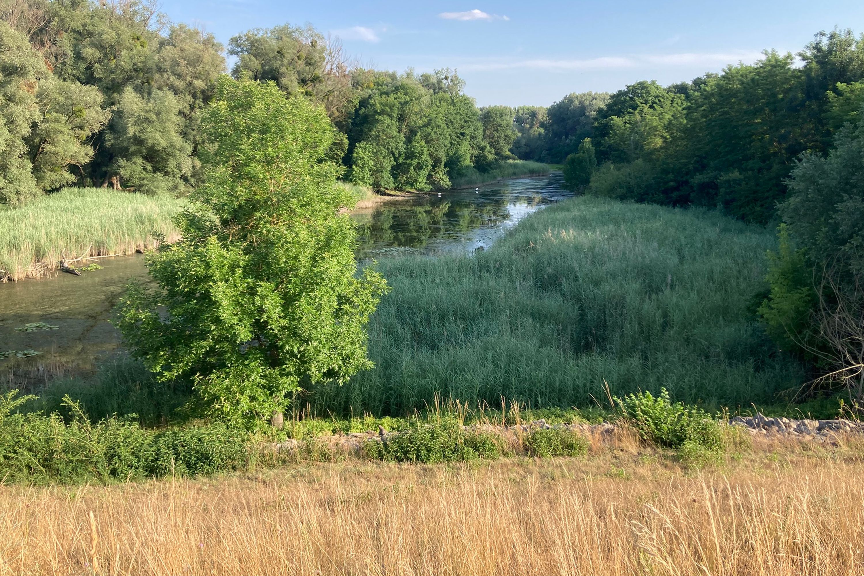 Povodňová hrádza pri Stopfenreuthe, voda a zelené stromy
