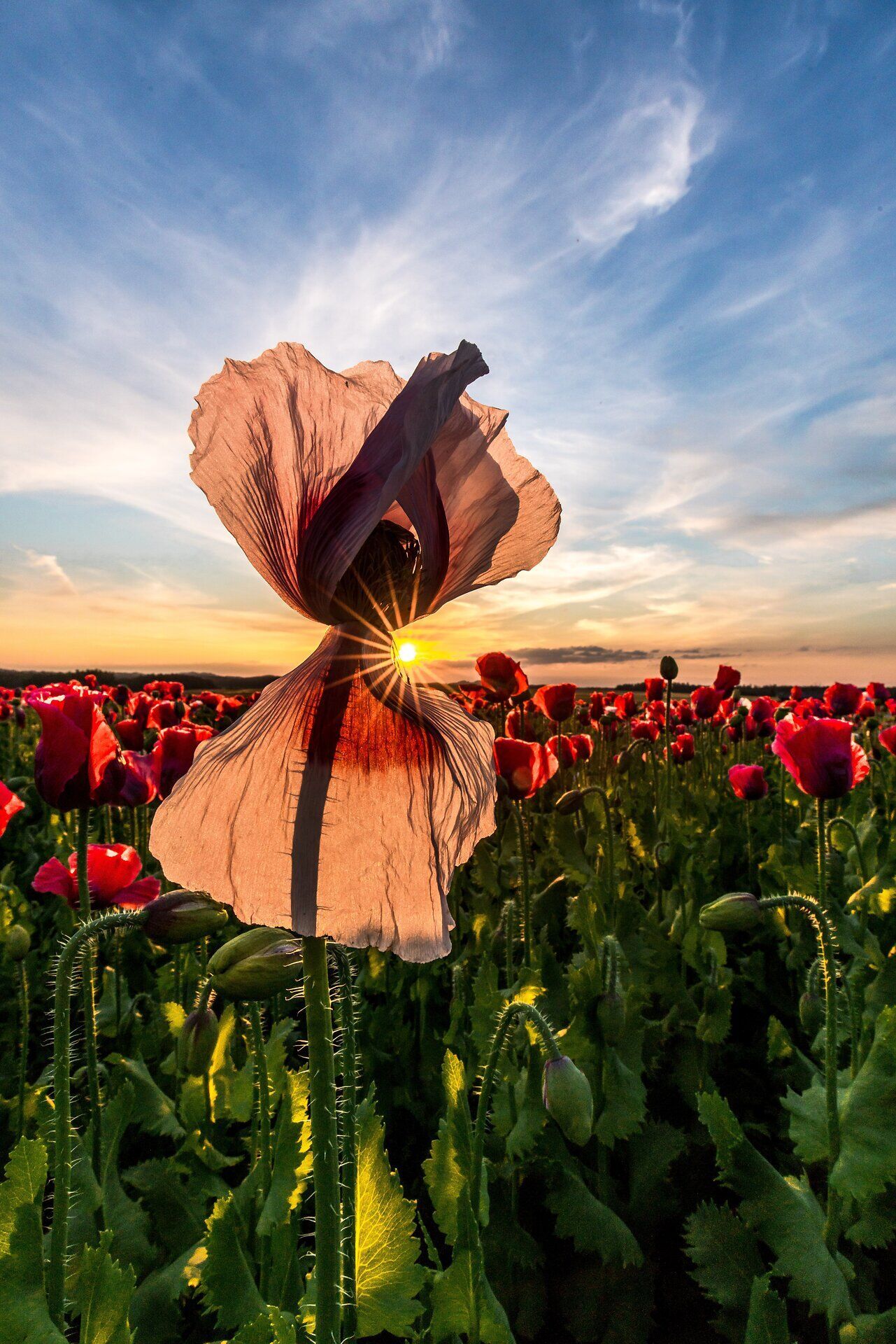 In den sanften Hügeln des Waldviertels blühen die Mohnblumen in voller Pracht und verleihen der Landschaft einen Hauch von Magie. Die warmen Sonnenstrahlen brechen durch die zarten Blütenblätter und schaffen ein faszinierendes Spiel von Licht und Schatten. Ein Spaziergang durch dieses blühende Paradies ist ein unvergessliches Erlebnis für alle Naturliebhaber.