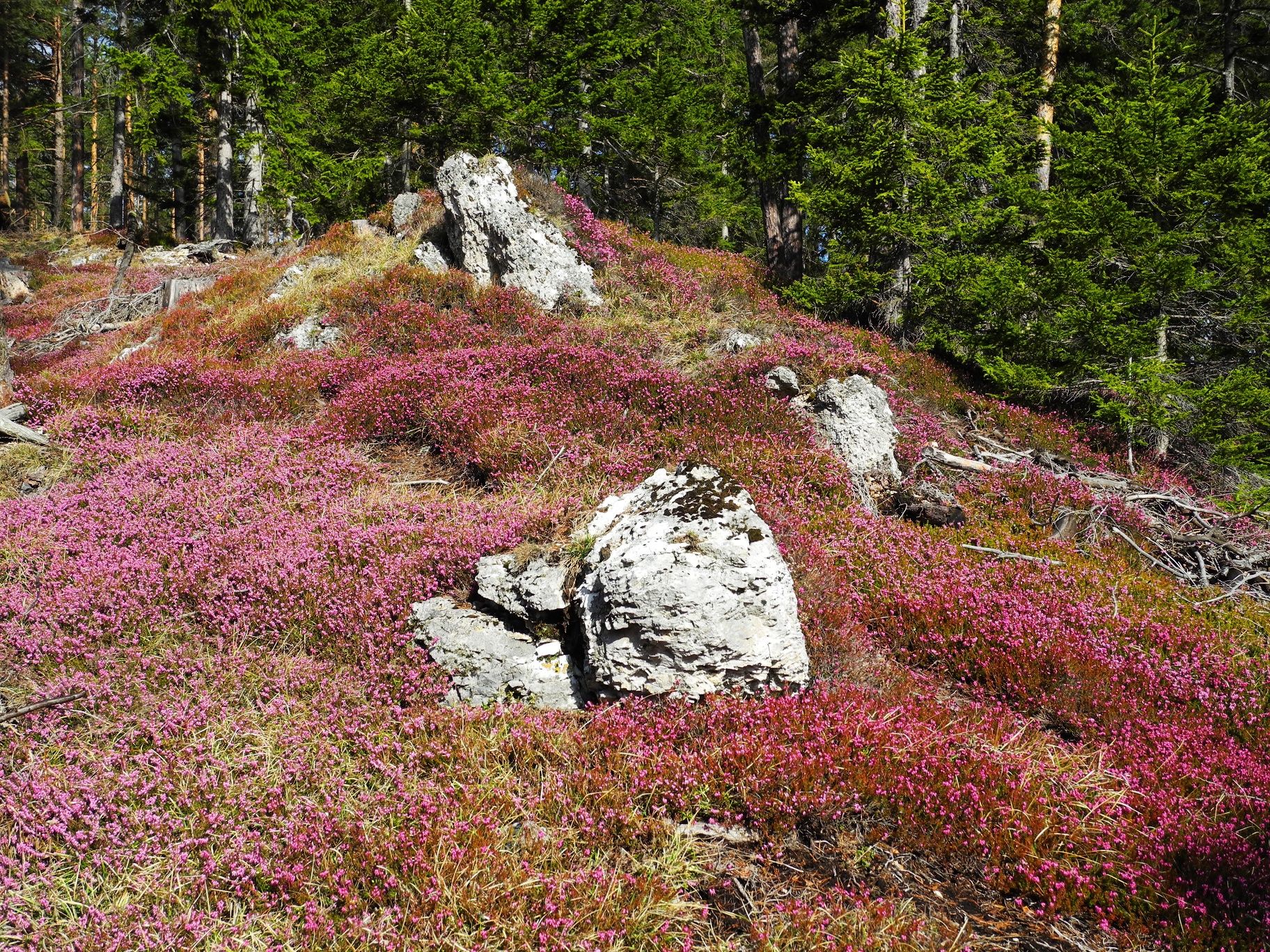 Erika kvitne na Wolfsbergkogel