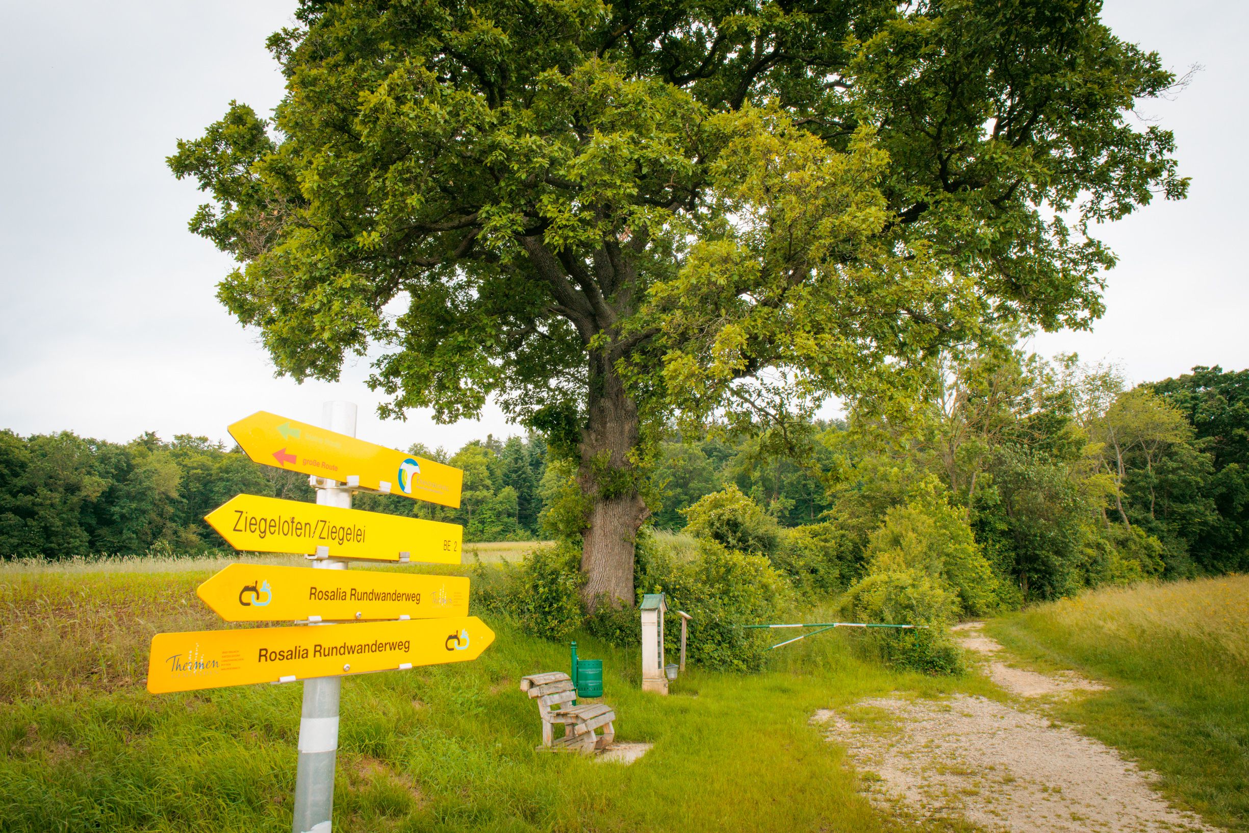Poľná cesta vedie okolo veľkého duba, pri ktorom je lavička, odpadkový kôš a pamätná tabuľa. V popredí sú turistické smerovníky.