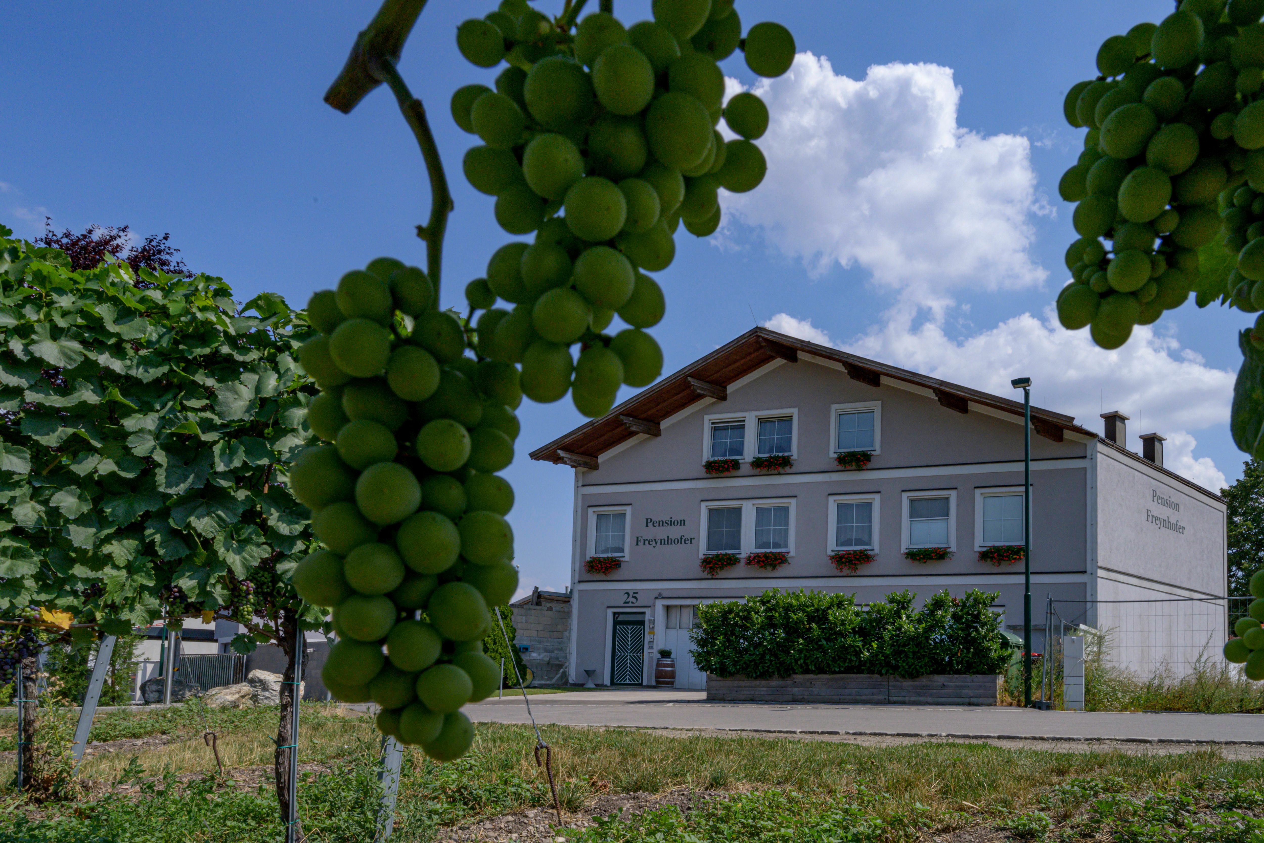 Pohľad na Soosser Winzerhof z vinohradu