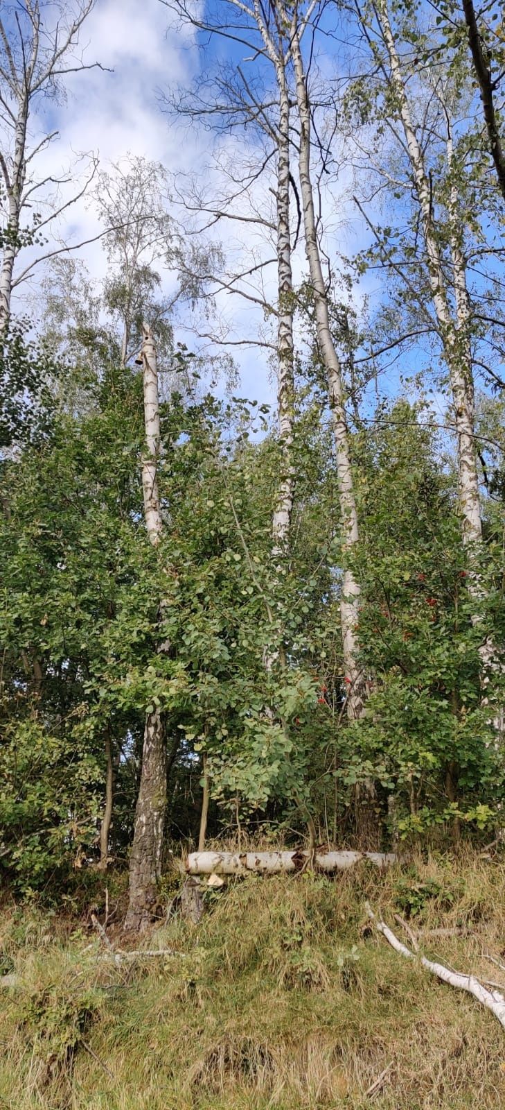 Aubergova ulica