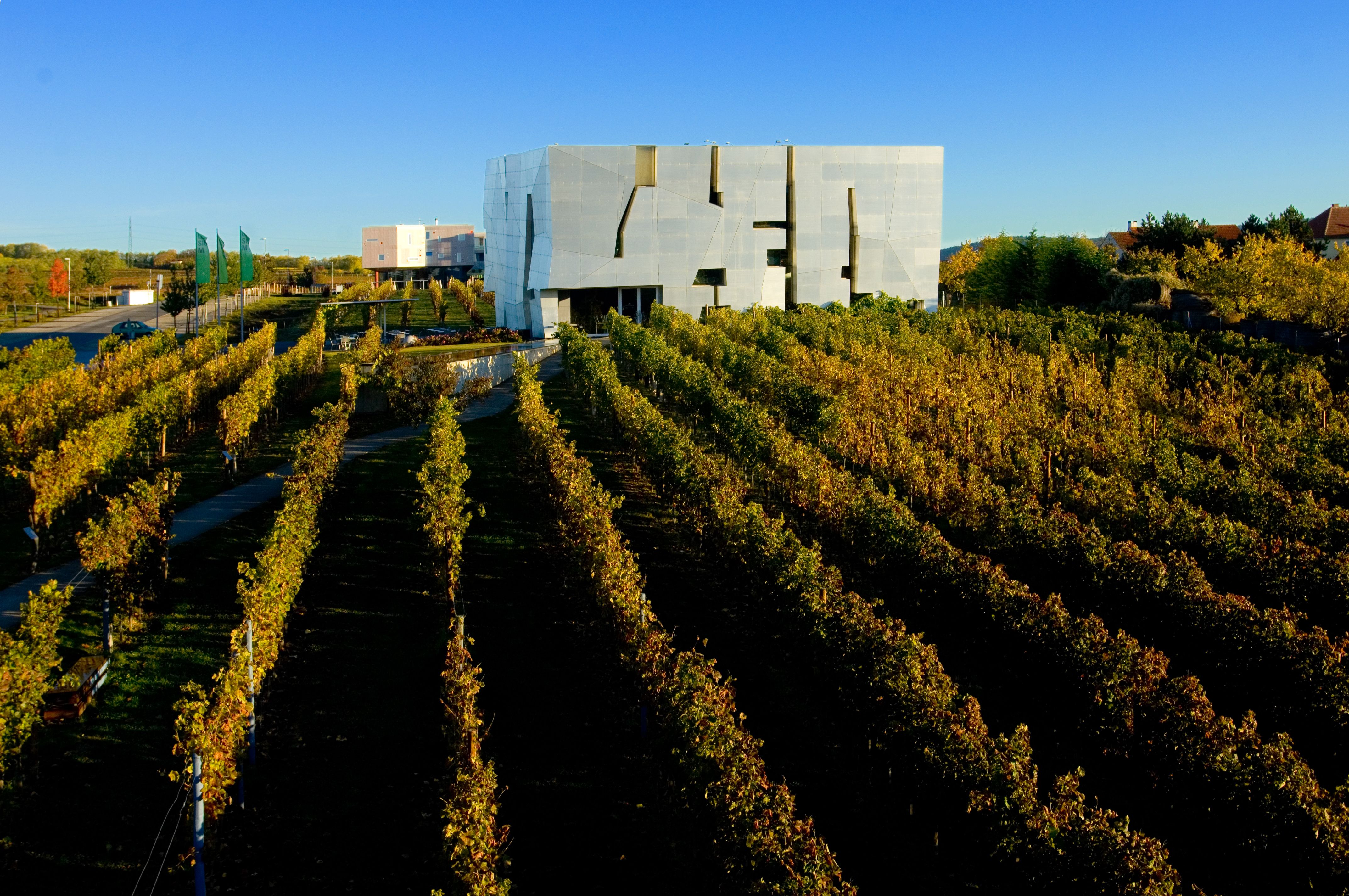 Moderná architektúra LOISIUM v Langenlois, obklopená vinicami.