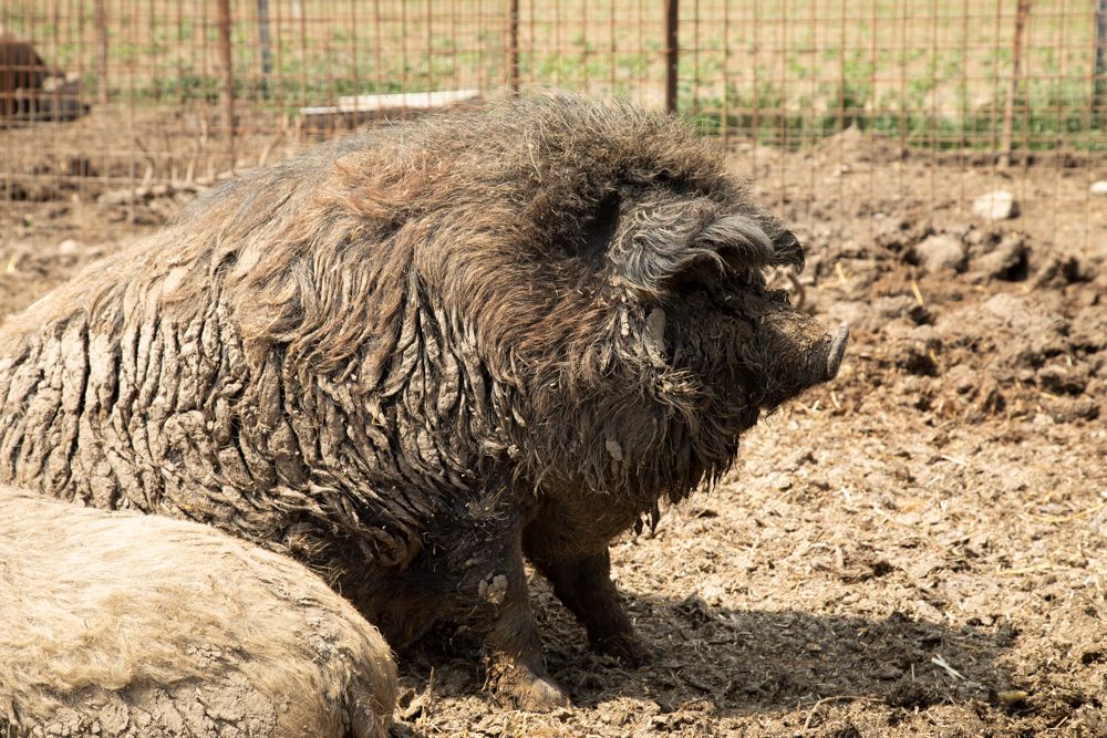 Ošípaná Mangalica leží na zablatenej podlahe vo výbehu.