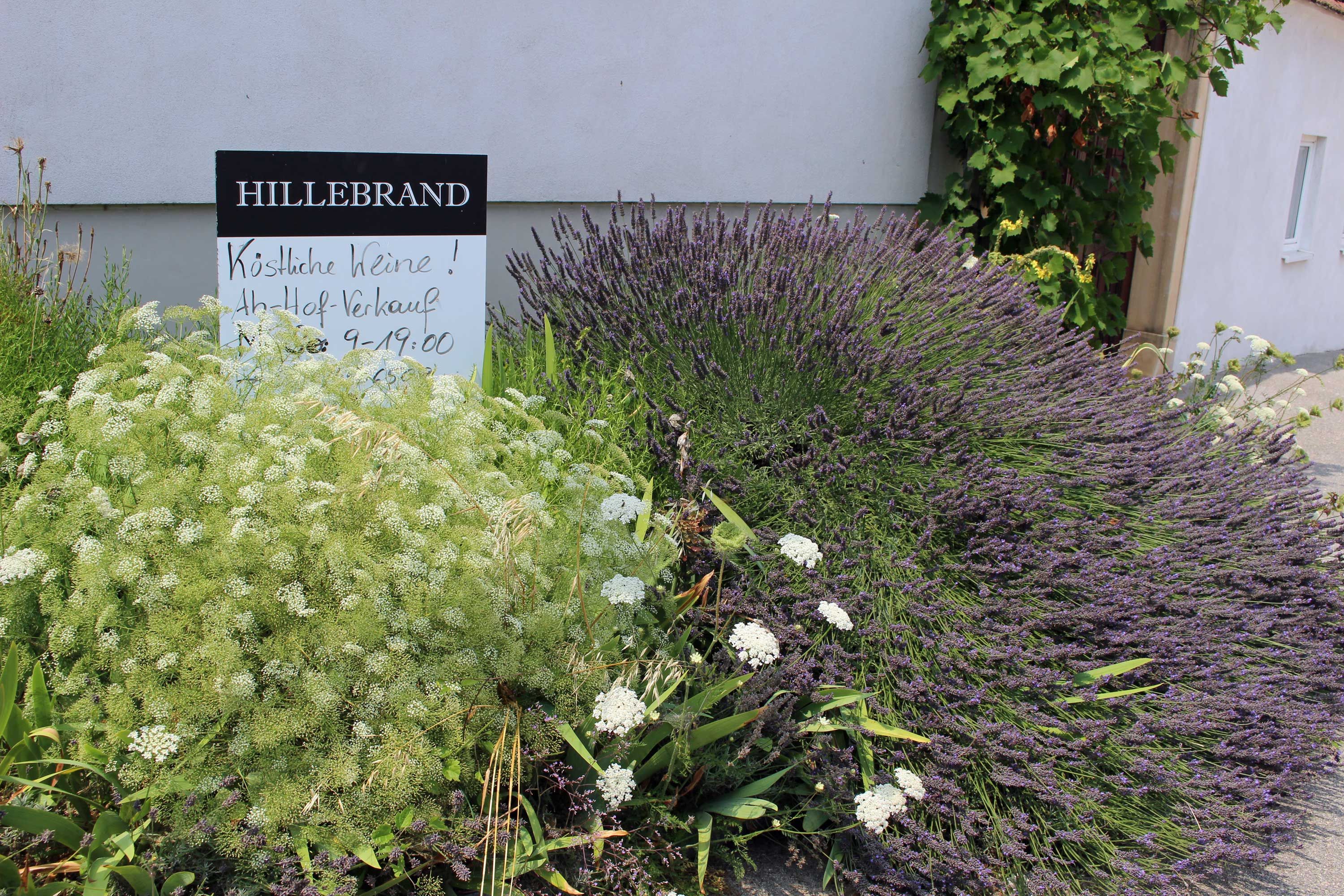 Vinárstvo Hillebrand, Petronell-Carnuntum