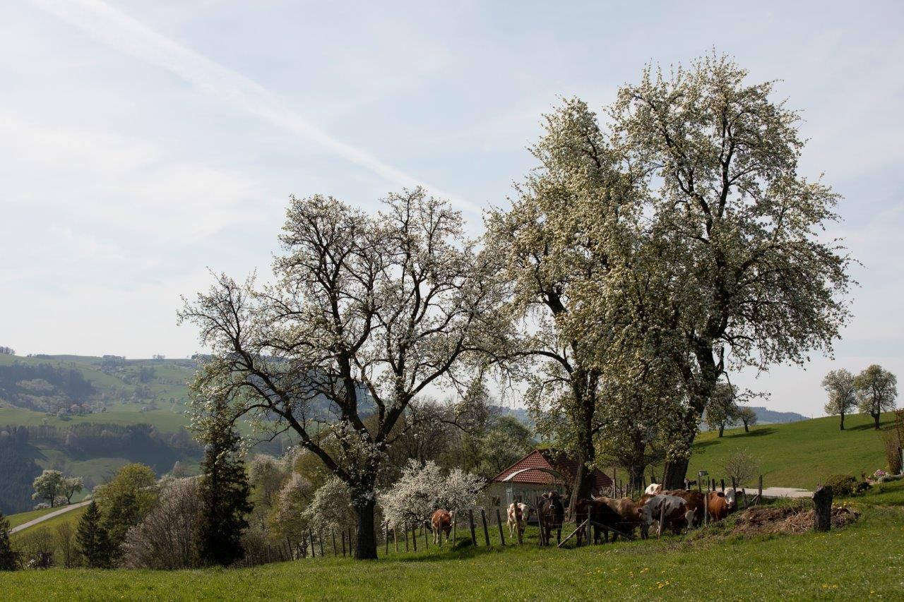 Fotografický bod Mostviertel