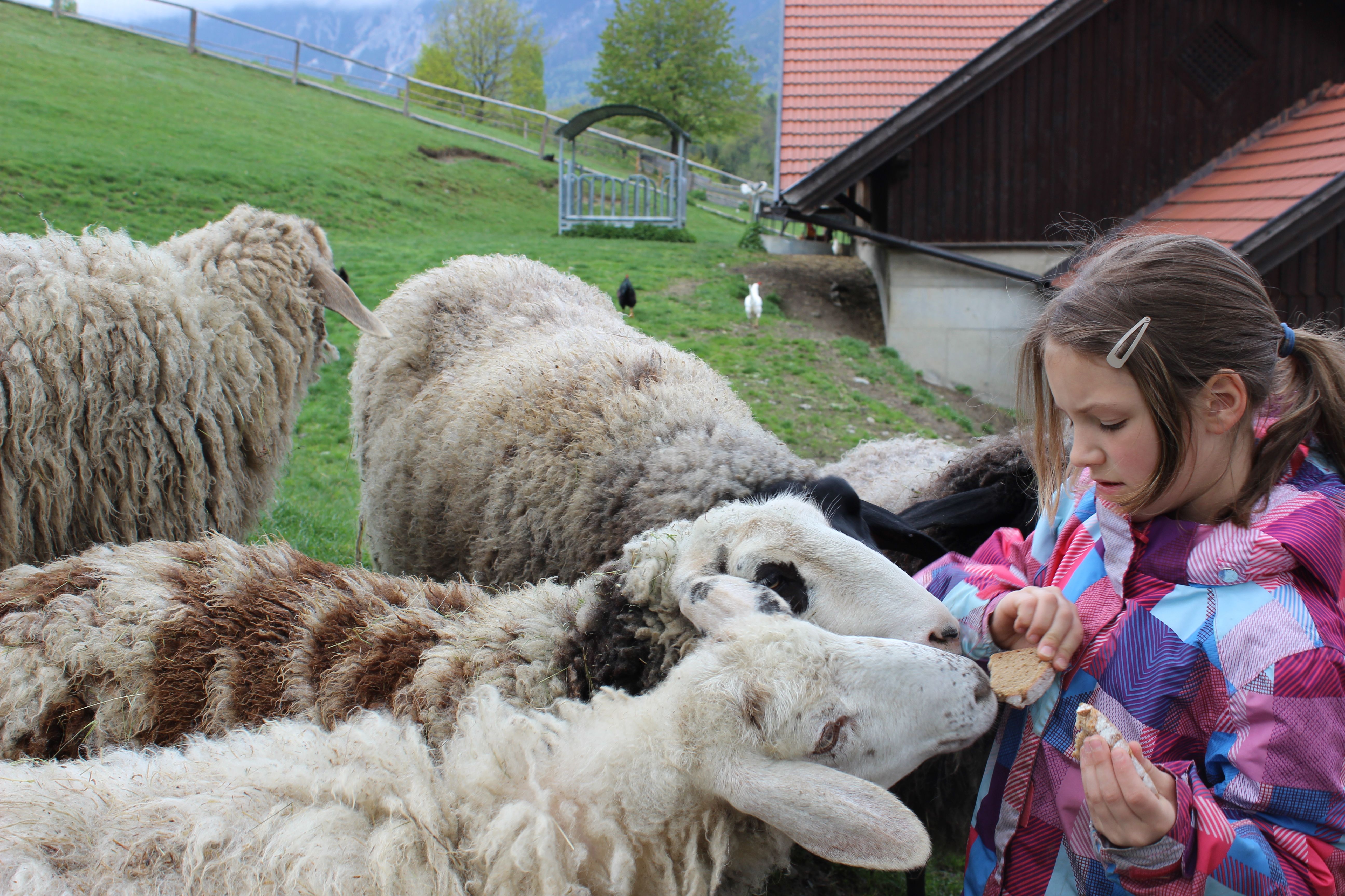Dievča kŕmi ovce chlebom v zoologickej záhrade.