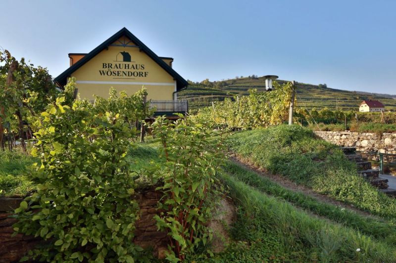 Pivovar Wösendorf obklopený vinicami.