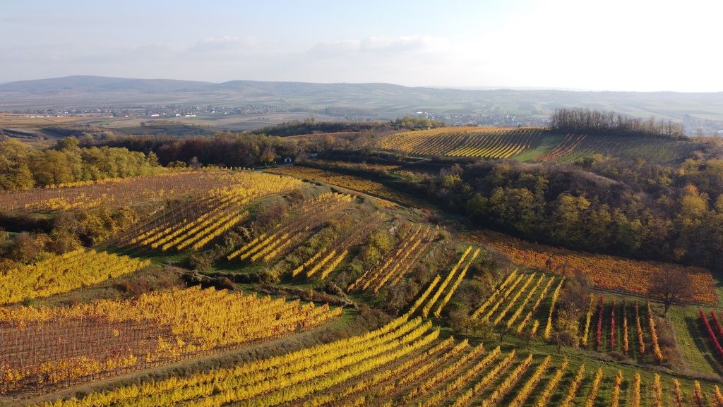 Krajina s farebnými vinohradmi na jeseň, v pozadí kopce.