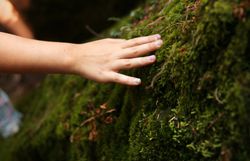 Die sanften, moosbedeckten Felsen laden dazu ein, die Natur hautnah zu erleben. Ein Gefühl von Ruhe und Erneuerung breitet sich aus, während die Hand sanft über das grüne Moos gleitet. Hier, wo die Elemente harmonisch zusammenkommen, wird jeder Moment zum unvergesslichen Erlebnis.