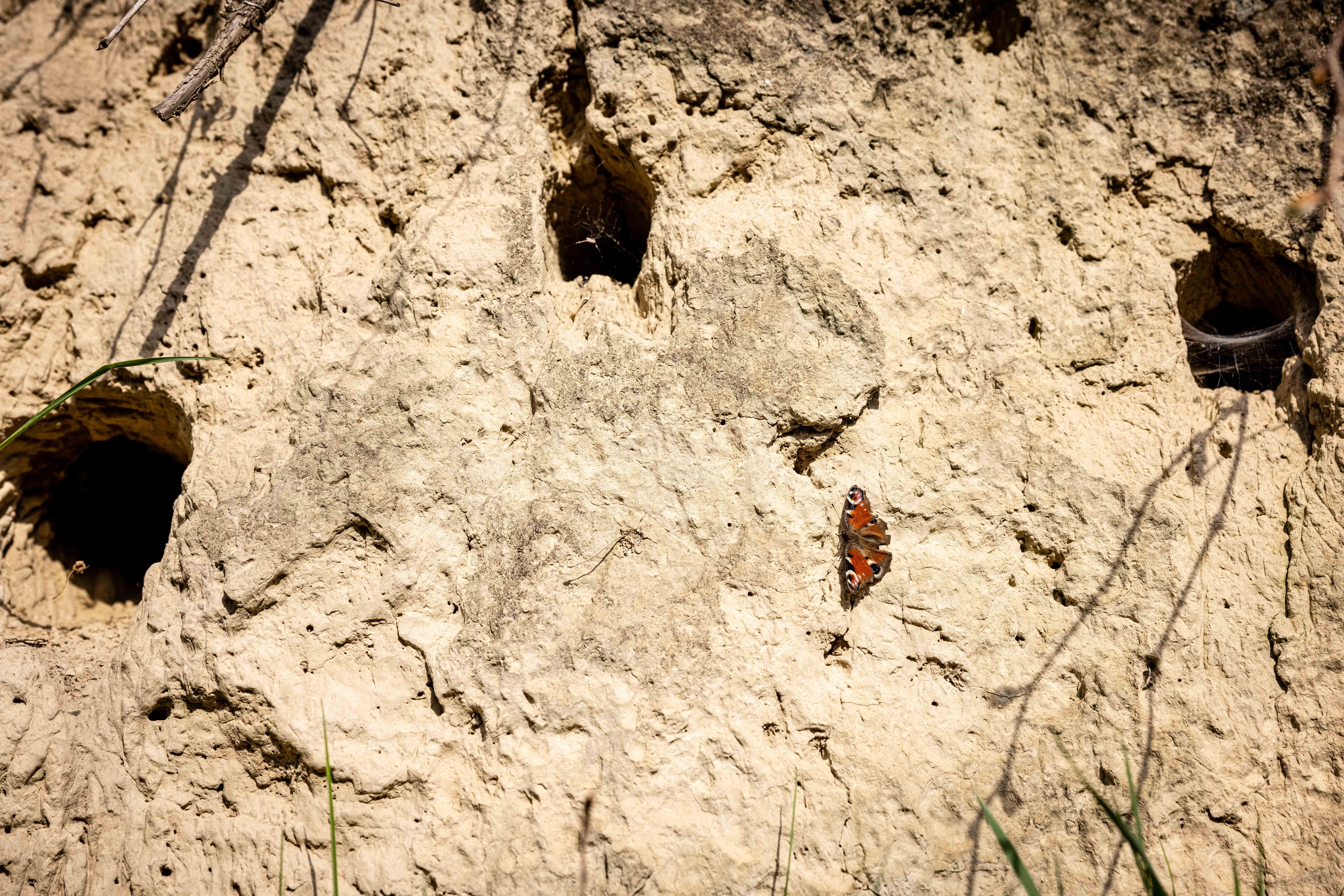 Lesnatá stena s motýľom.