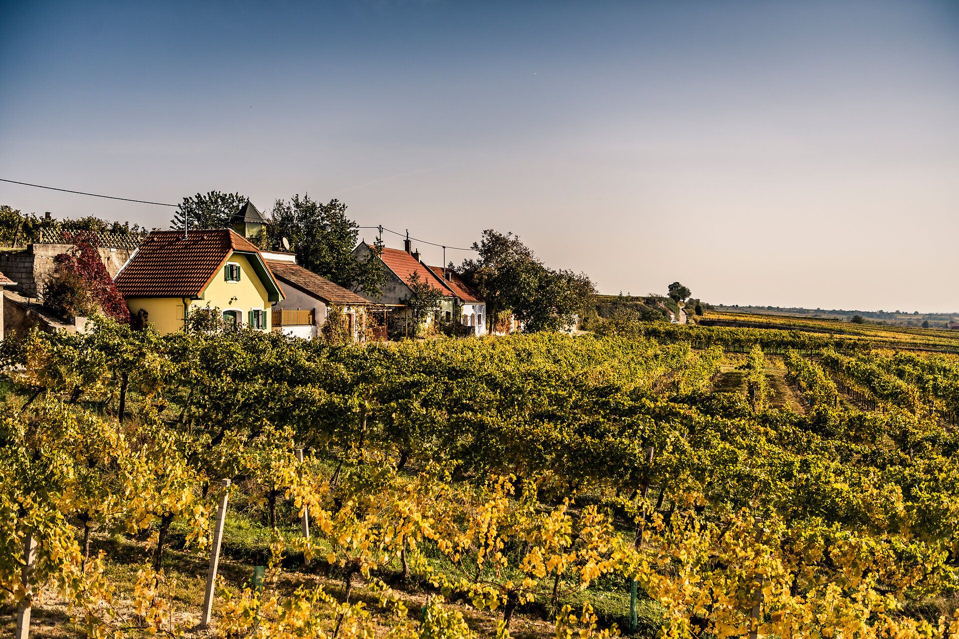 Zvlnené kopce sú pokryté zlatistým viničom, ktorý žiari v teplom jesennom svetle. Pôvabné tradičné domy lemujú krajinu a pozývajú vás, aby ste si vychutnali pokoj a krásu prírody. Ideálne miesto na oddych a nadýchanie sa čerstvého vzduchu.