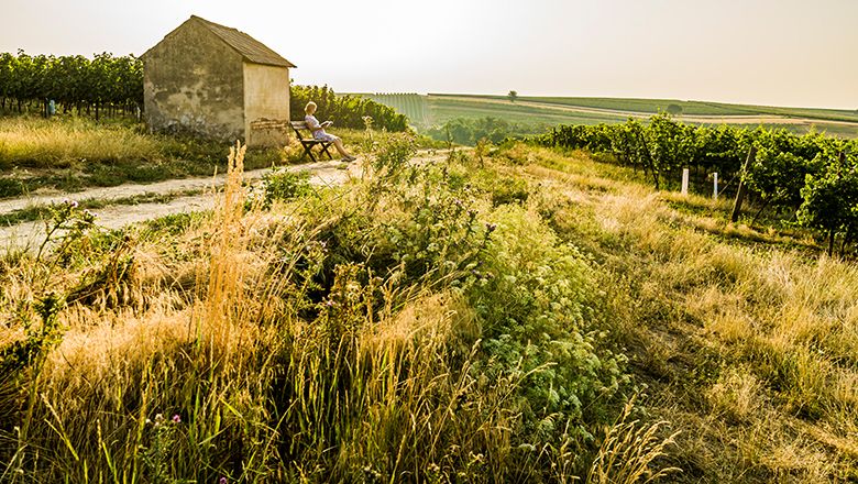 Osoba sediaca na lavičke vedľa malej budovy vo vidieckej krajine s vinicami.