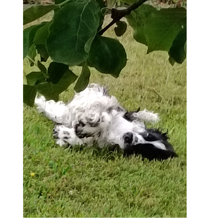 Chlpaté nosy