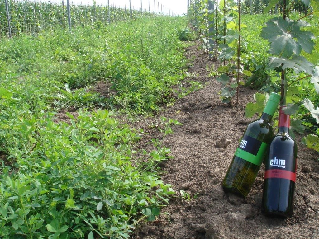 Dve fľaše vína vo vinici so zelenými rastlinami a viničom.